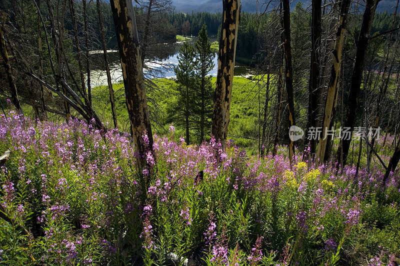 高山草甸风景区的Fireweed Flowers